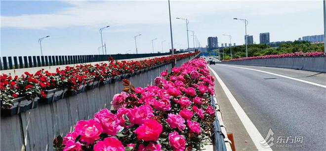 绿化浸润申城边边角角今年已完成23公顷立体绿化(图5)