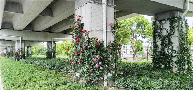 绿化浸润申城边边角角今年已完成23公顷立体绿化(图4)