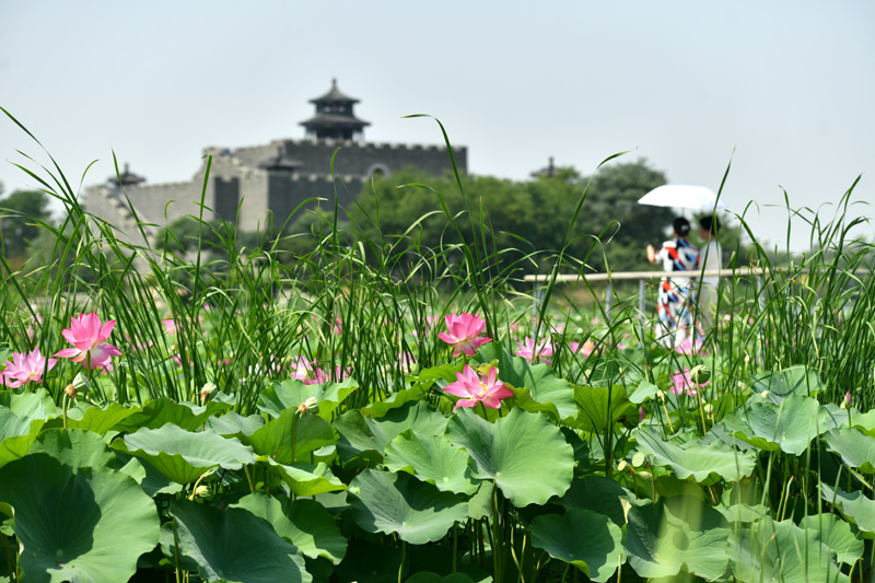 河北河间：城市游园建设让居民共享绿色(图2)
