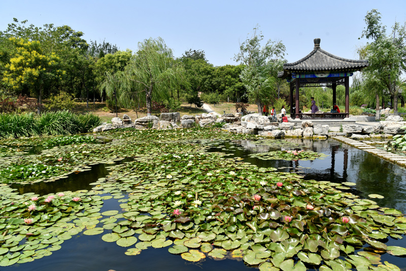 河北河间：城市游园建设让居民共享绿色(图8)