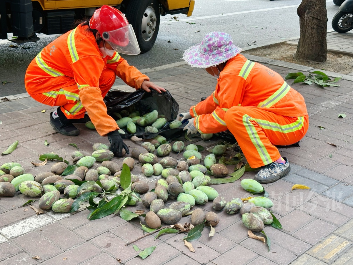 柳州街头“绿化芒”挂果园林部门提醒：不好吃也不能吃！(图3)