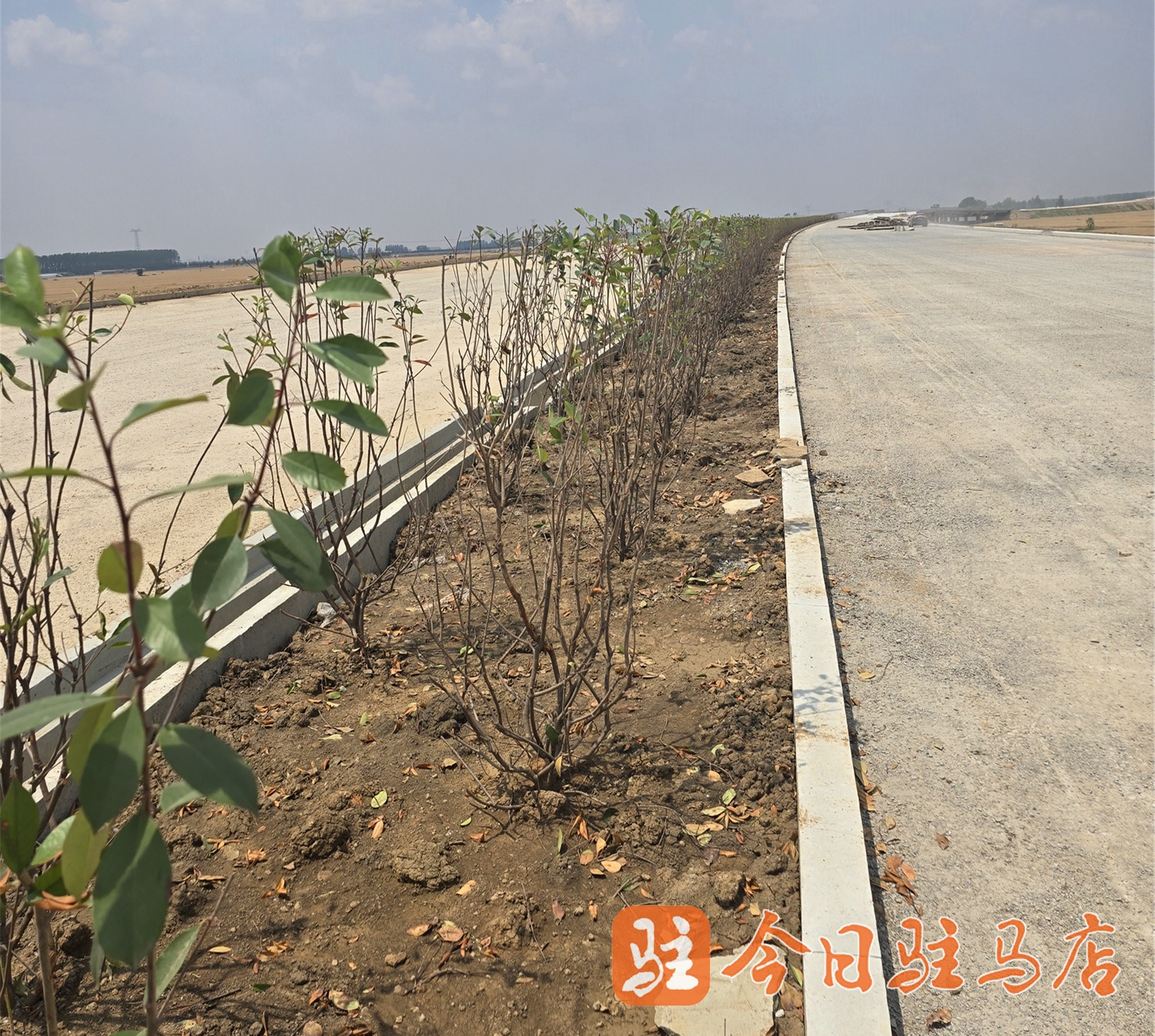 沈遂高速Ⅵ-Ⅱ标绿化工程正式开工(图2)