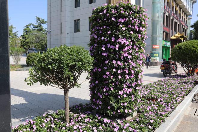鲜花“路”放“乐享”浪漫崆峒区夏季花卉绿化工作全面展开(图2)