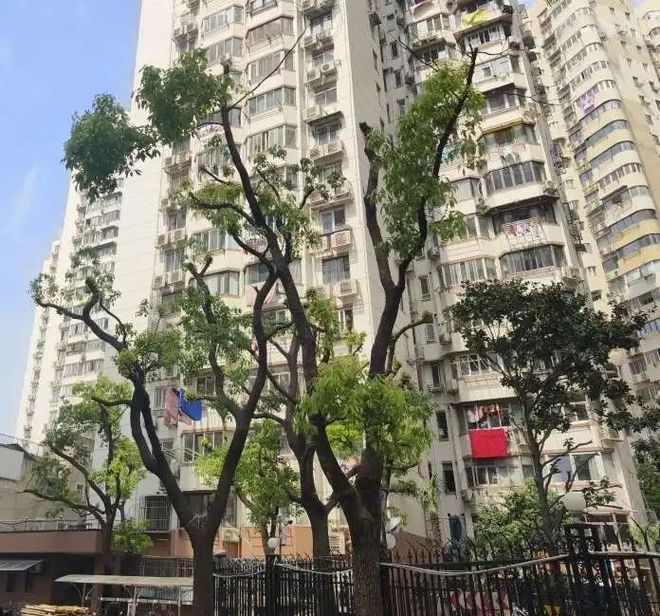房间采光好多了！全市首个由街道层面发布的“居住小区树木遮挡治理工作指引”在静安亮相(图5)
