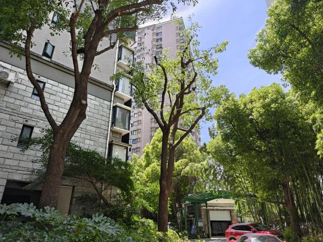 房间采光好多了！全市首个由街道层面发布的“居住小区树木遮挡治理工作指引”在静安亮相(图7)