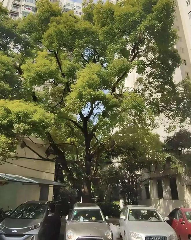房间采光好多了！全市首个由街道层面发布的“居住小区树木遮挡治理工作指引”在静安亮相(图4)
