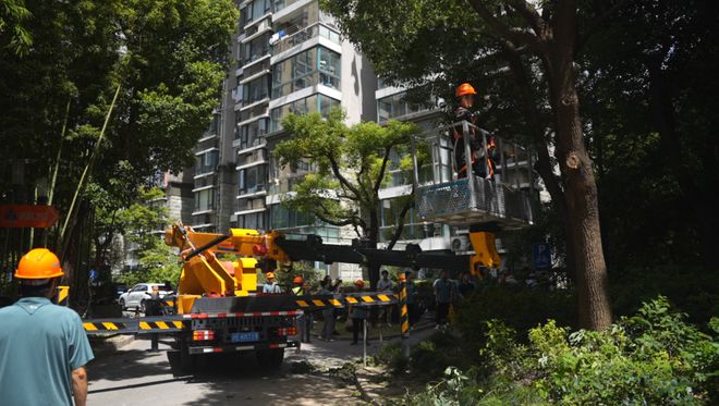 房间采光好多了！全市首个由街道层面发布的“居住小区树木遮挡治理工作指引”在静安亮相(图6)