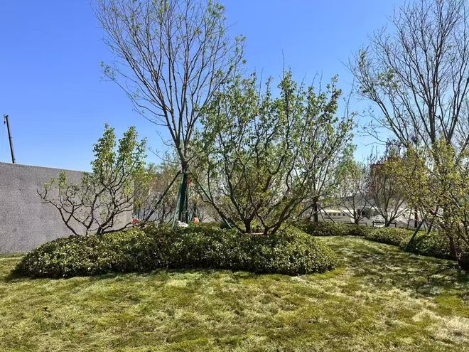 中海丽泽叁号院启幕先造园后建房（工地实况）！！！(图1)